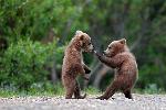 bearcubs